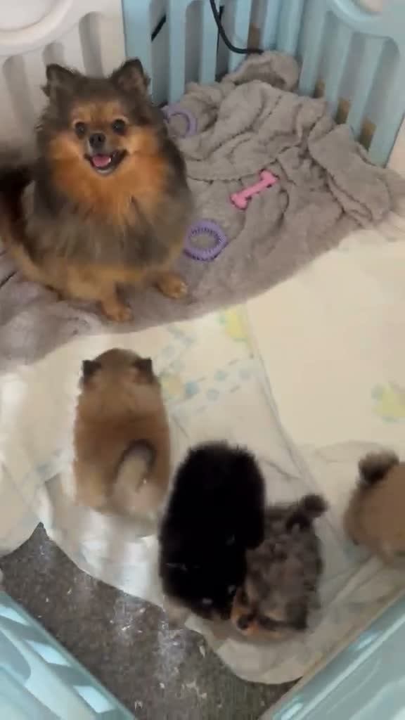 Pomeranian dogs for sale: Minature teddy Poms  - Video 1
