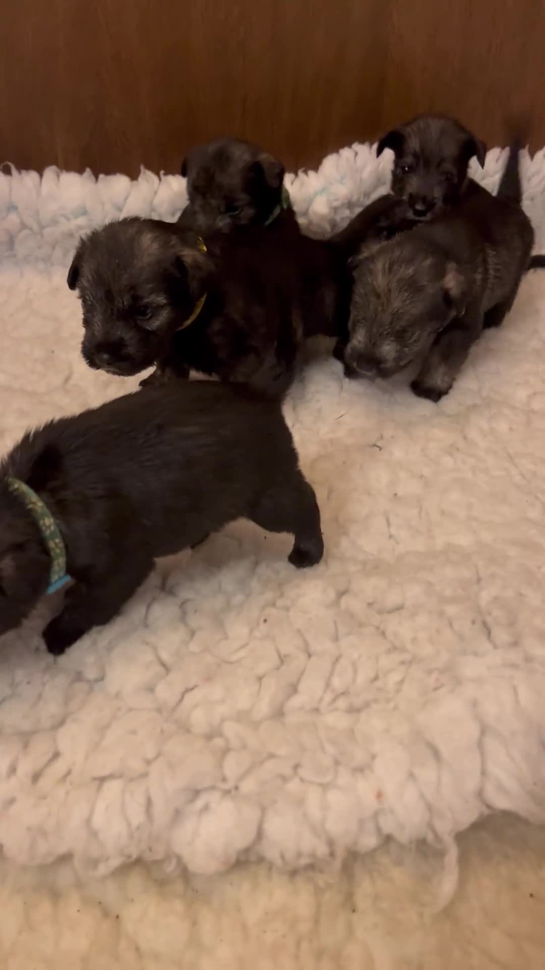 Schnauzer dogs for sale: KC reg health tested P/S standard schnauzers - Video 3
