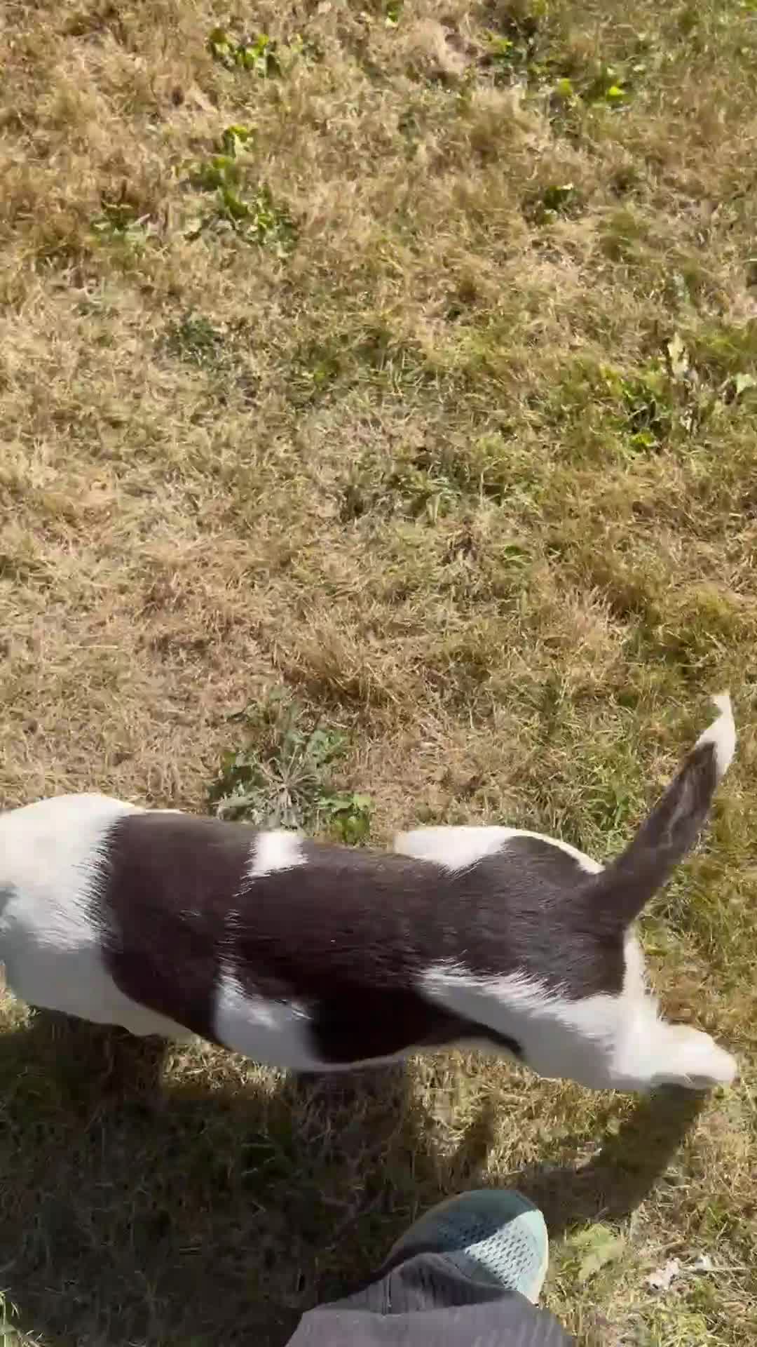 English Springer Spaniel dogs for sale: Gorgeous English Springer Spaniels - Video 3