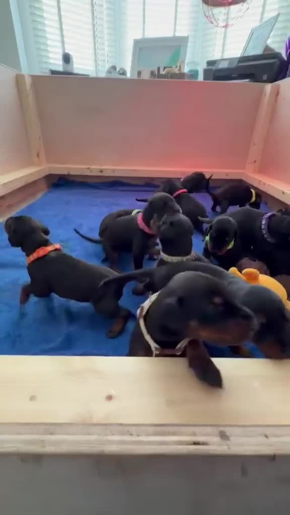 Dobermann dogs for sale: KC registered exclusive Dobermann puppies  - Video 2