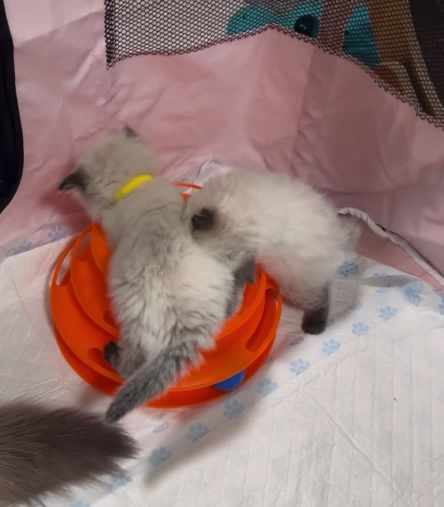 Himalayan cats for sale: Himalayan Persian Kittens  - Video 2