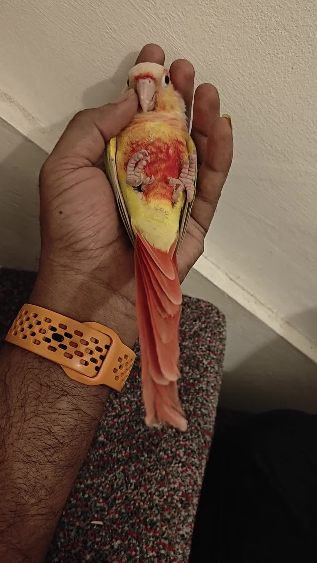 Conures birds for sale: Beautiful tammed Suncheek conure - Video 3