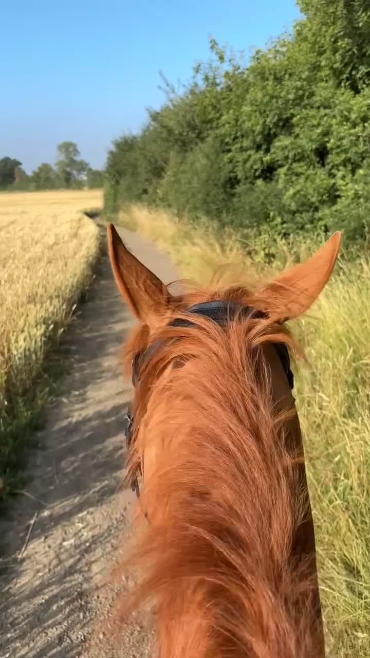 English Thoroughbred horses for sale: Chestnut Thoroughbred Mare - Video 1