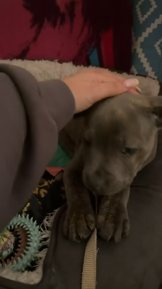 Staffordshire Bull Terrier dogs for sale: Staffordshire Bull Terrier- Blue brindle in Wolverhampton - Video 1