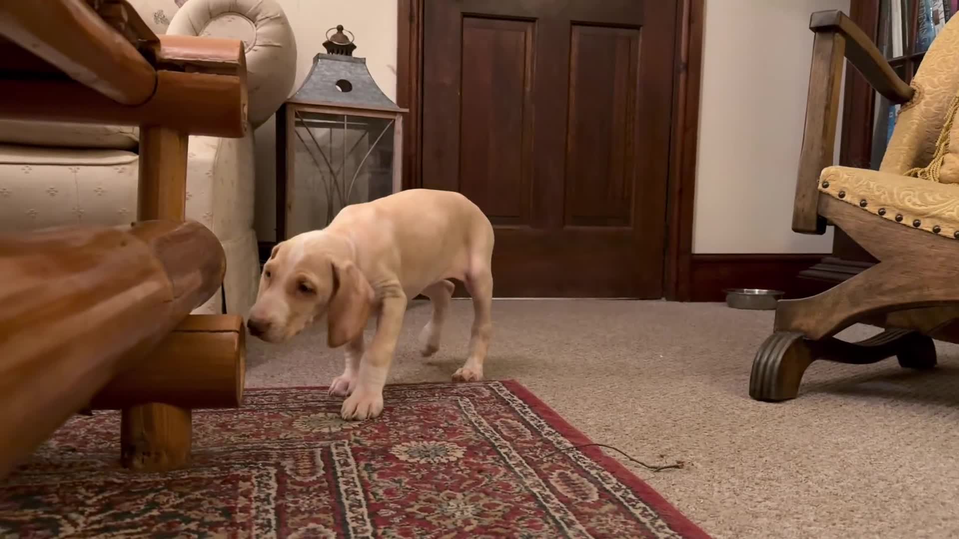 Mixed Breed dogs for sale: Brafghano pups  - Video 3