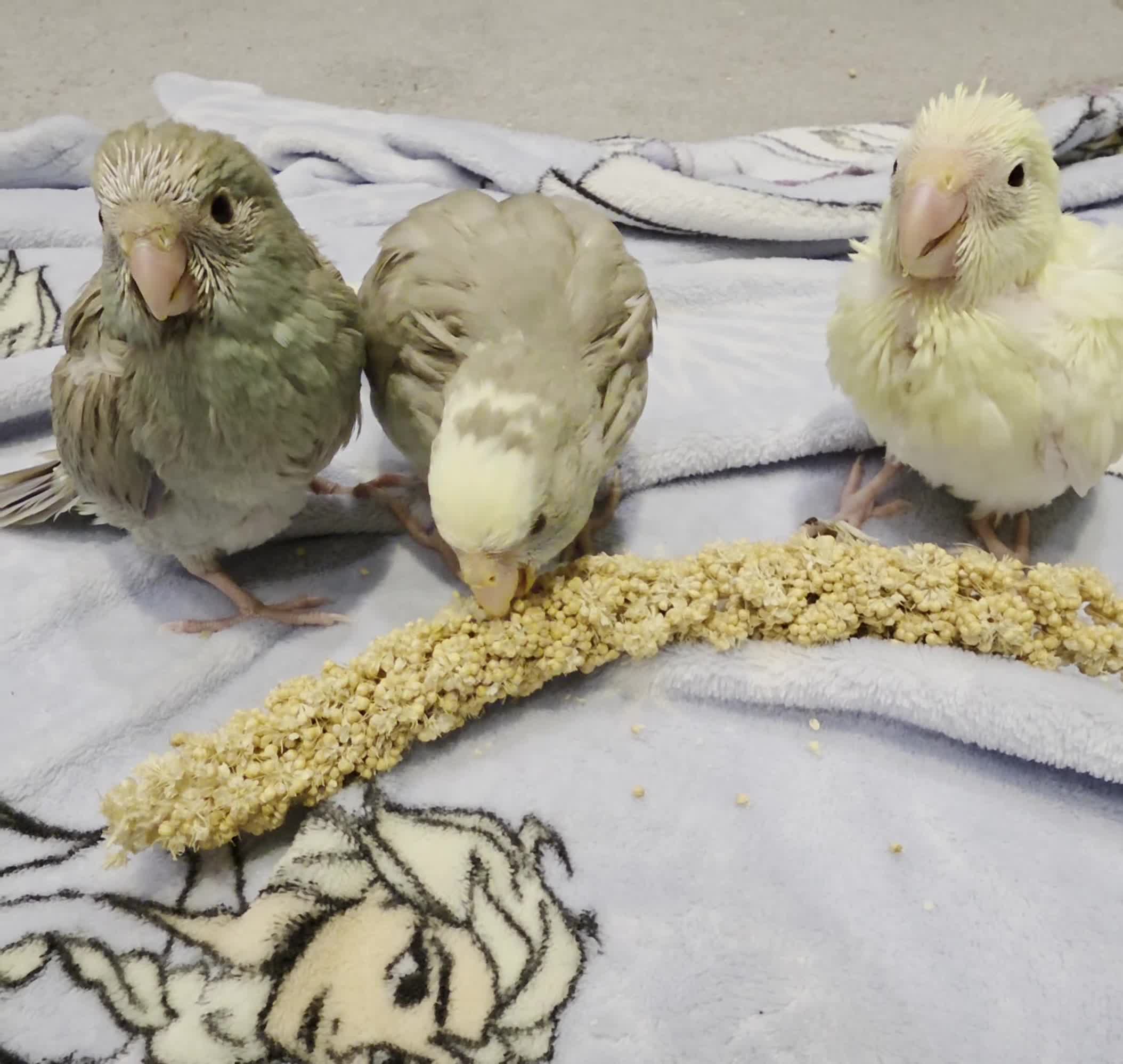 Parakeets birds for sale: Hand-reared Kakariki Chicks  - Video 1