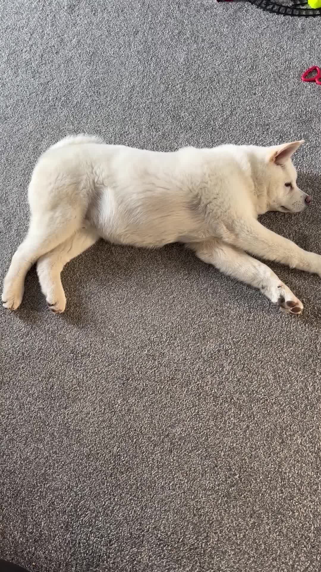 Akita dogs for sale: Hello, meet Hatchi - Video 1