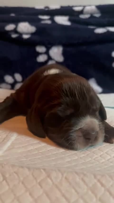 Cocker Spaniel dogs for sale: 🐶 COCKER SPANIEL PUPPIES 🐶  - Video 3