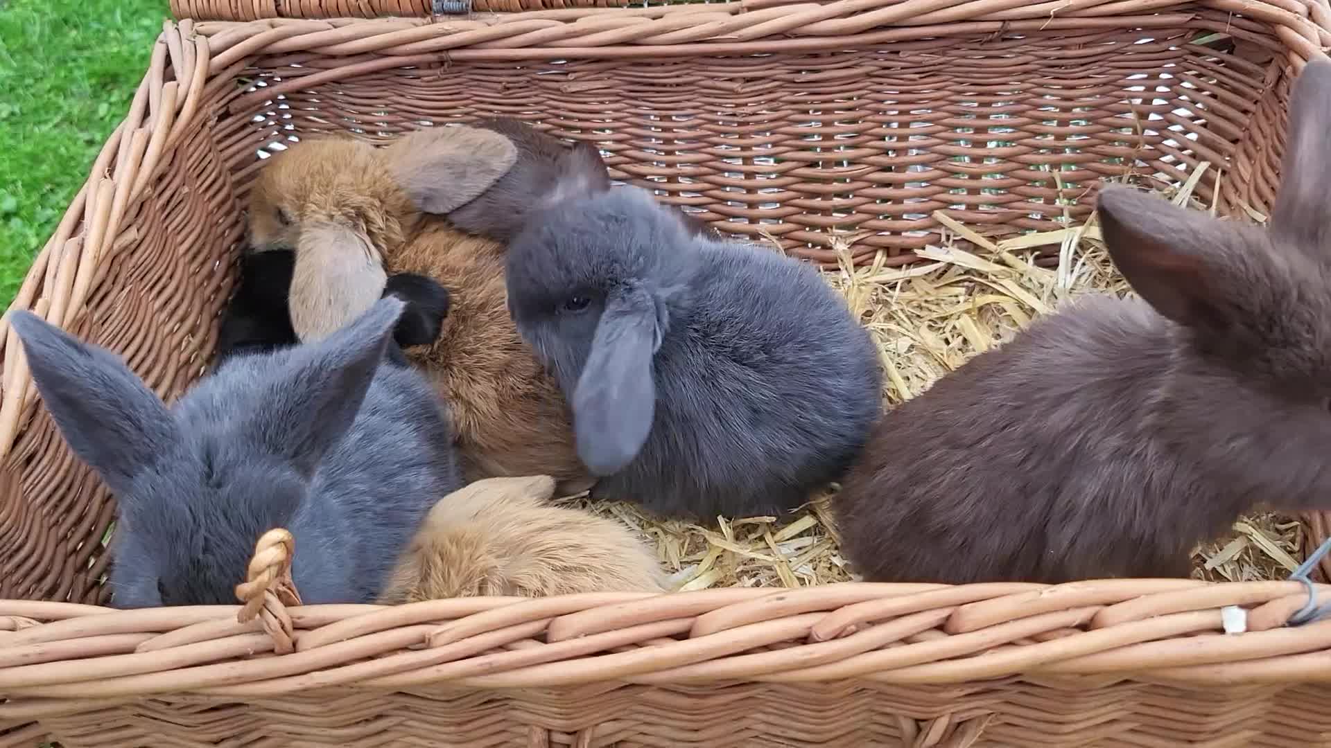 Mini Lop rabbits for sale: 7x Beautiful Mini lops - Video 2