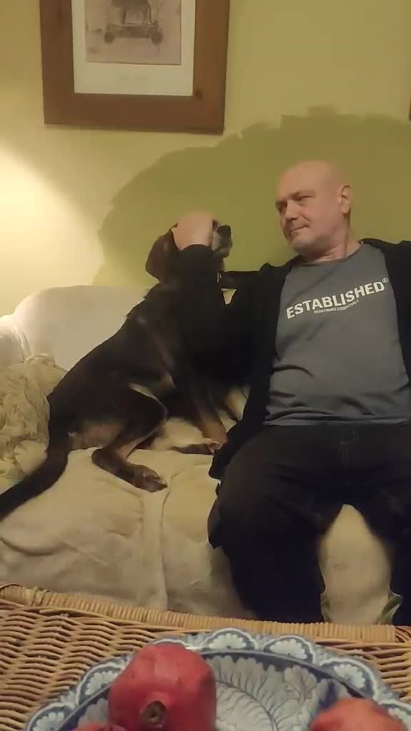 Coonhound dogs for adoption: Hound like loving Mike  - Video 1