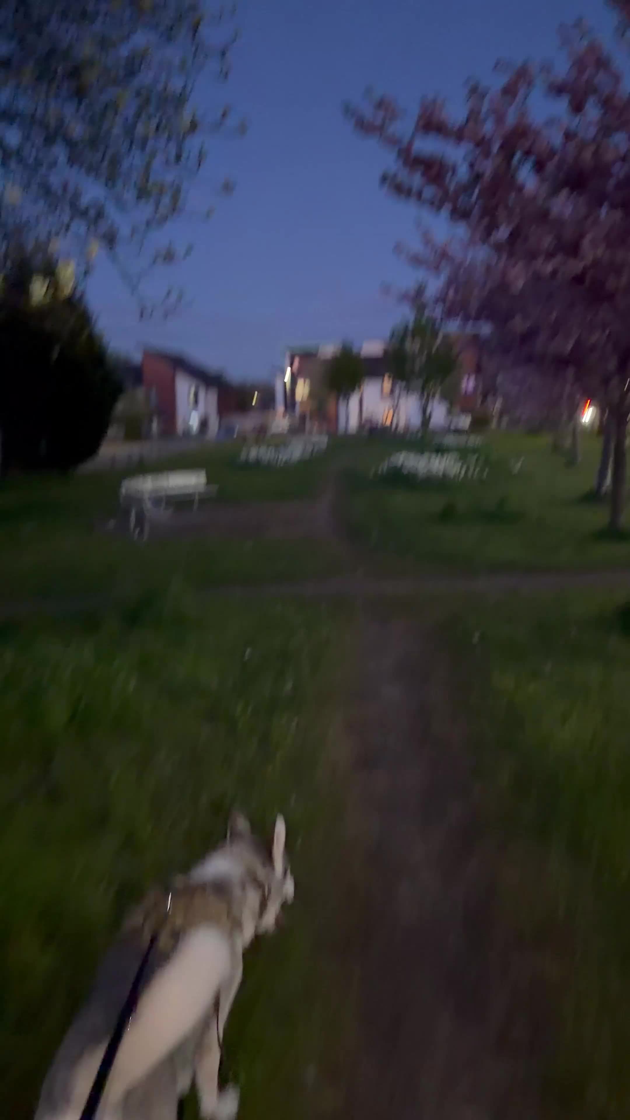 Siberian Husky dogs for sale: SKYE  in Manchester - Video 1