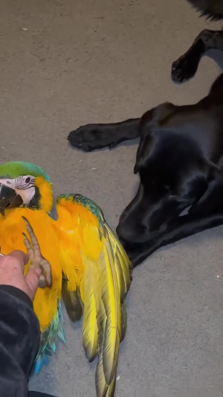 Macaws birds for sale: Hand reared blue & gold Macaw Chick - Video 4