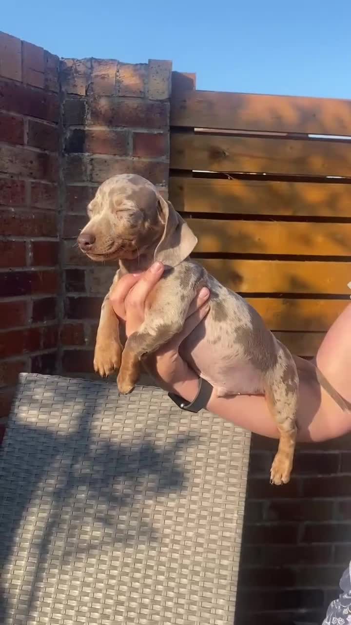 Dachshund dogs for sale: Beautiful Dachshund Puppies REDUCED  - Video 1