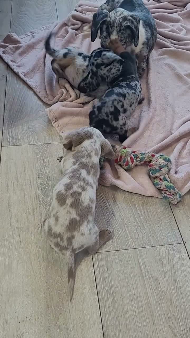 Dachshund dogs for sale: Gorgeous puppies - Video 1