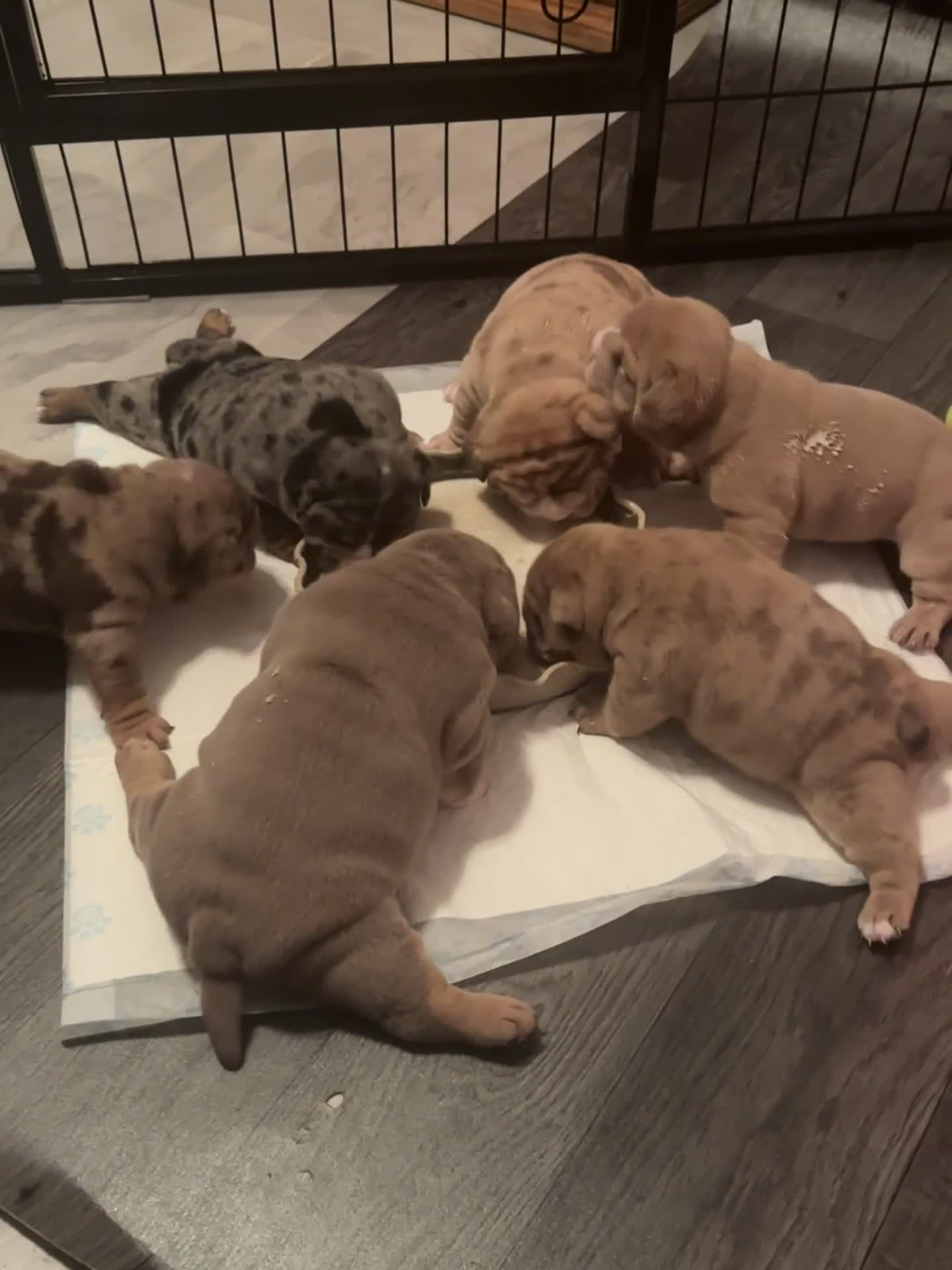 English Bulldog dogs for sale: Stunning English Bulldog Puppy's 1 boy 5 girls - Video 4