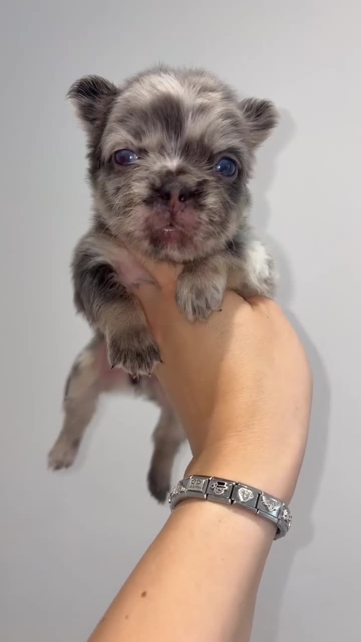 French Bulldog dogs for sale: Fluffy French bull dog puppys - Video 3