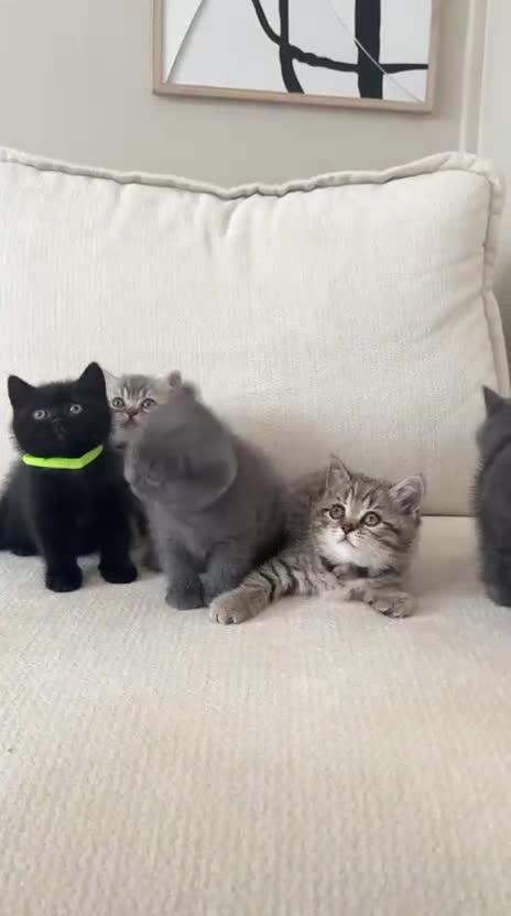 British Shorthair cats for sale: British shorthair kittens - Video 1