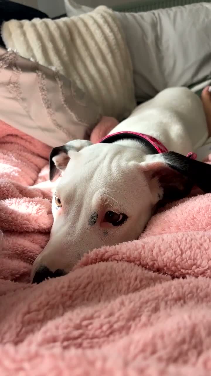 Mixed Breed dogs for sale: Beautiful female staffyx Dalmatian  - Video 2