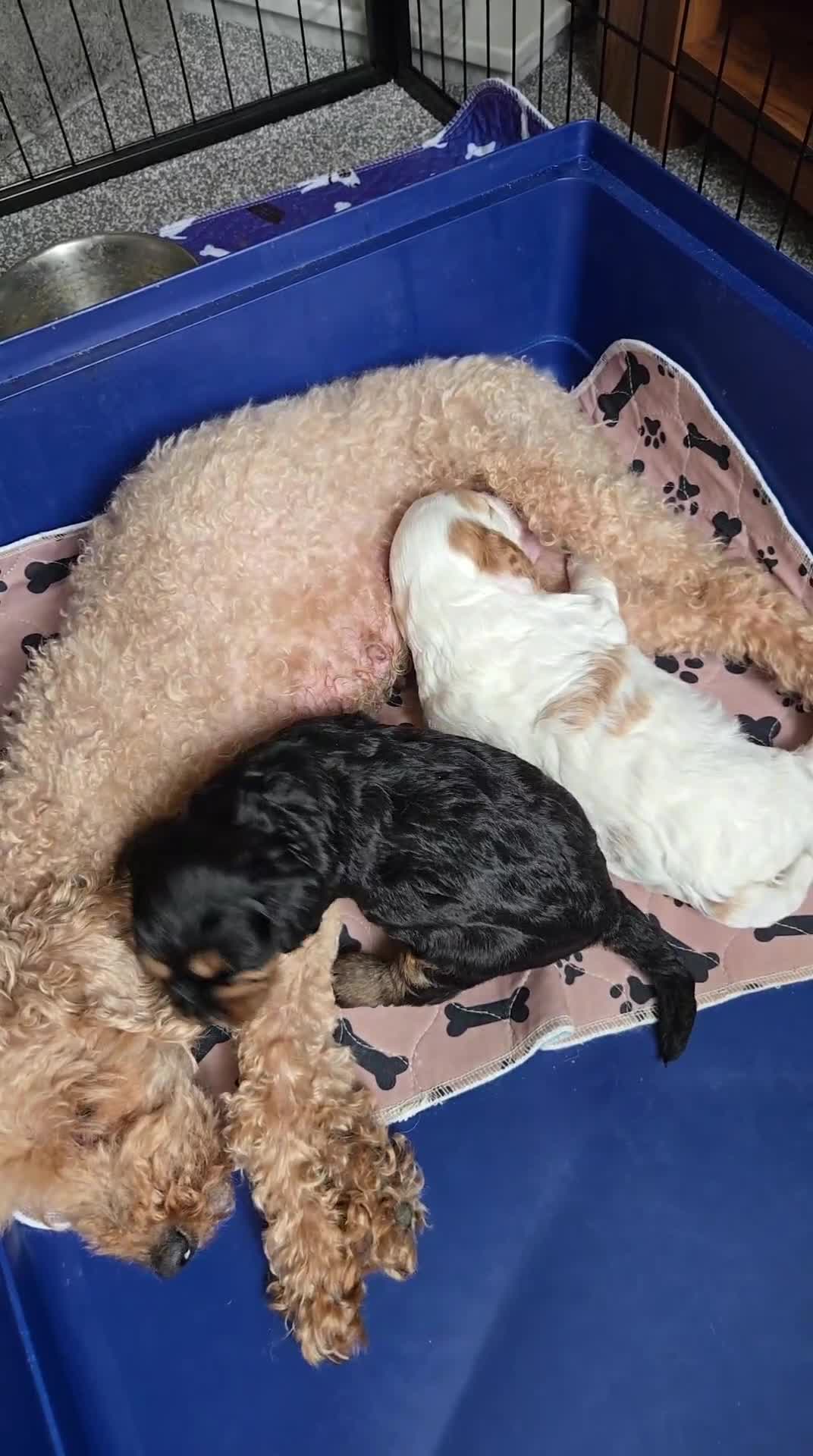 Cavapoo dogs for sale: 1 remaining Cavapoo - Video 1
