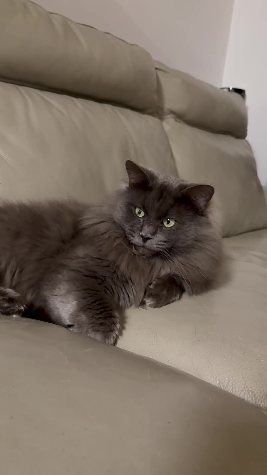 Maine Coon cats for sale: Gorgeous babies ready to find their forever family - Video 1