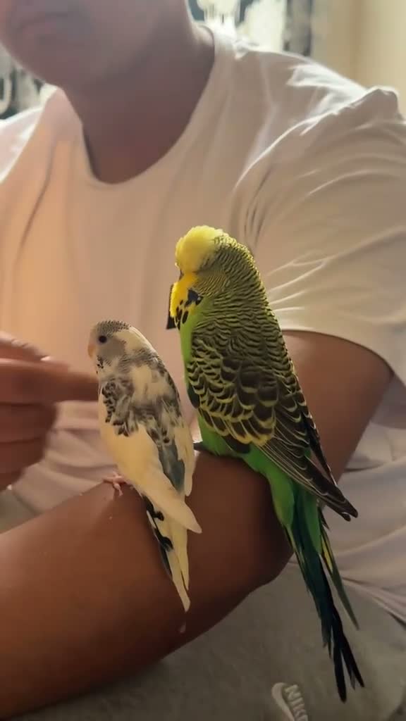 Budgerigars birds for sale: Pair of budgies  - Video 1