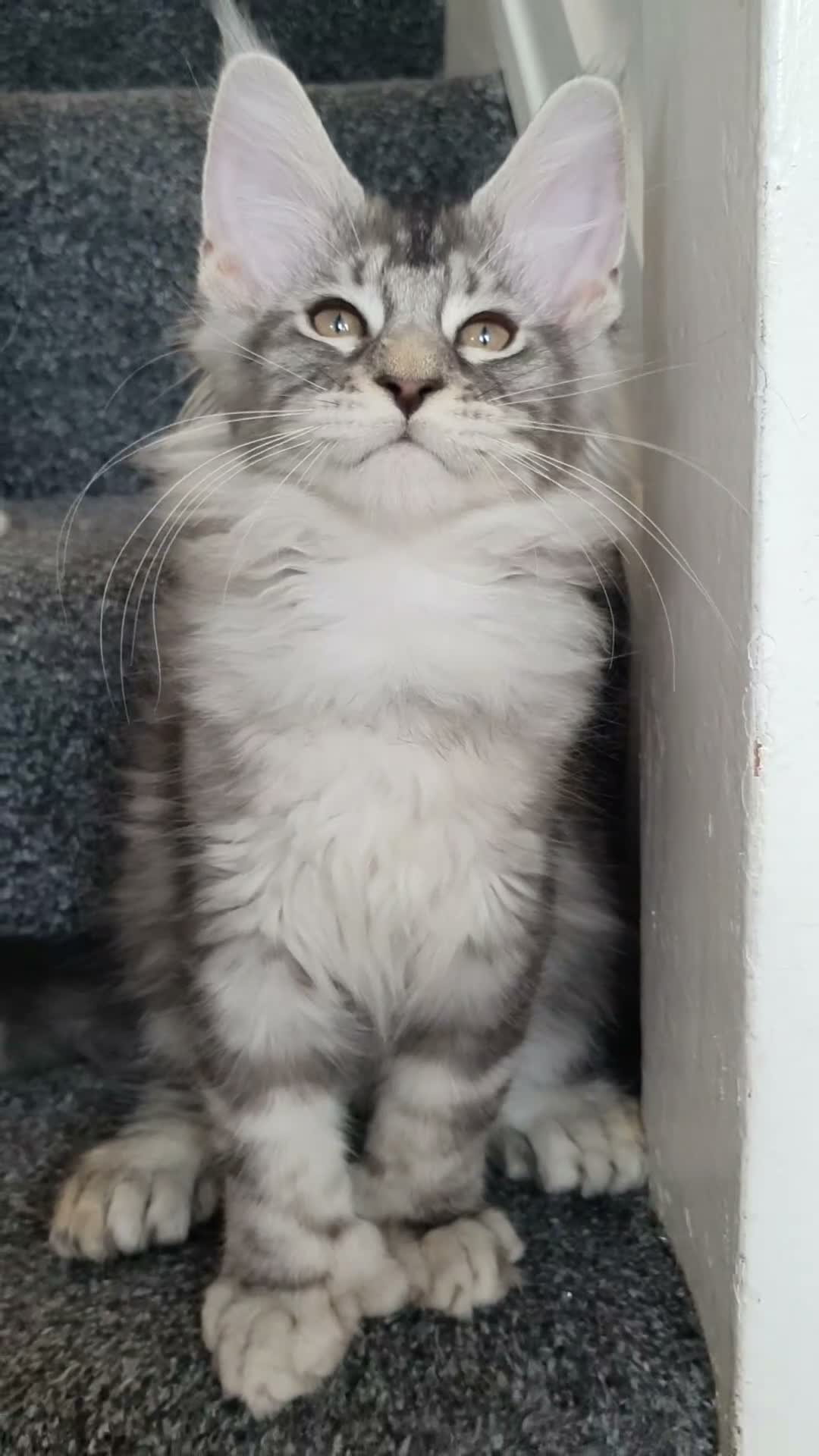 Maine Coon cats for sale: 🌟TICA🌟 pure breed maine coons - Video 2