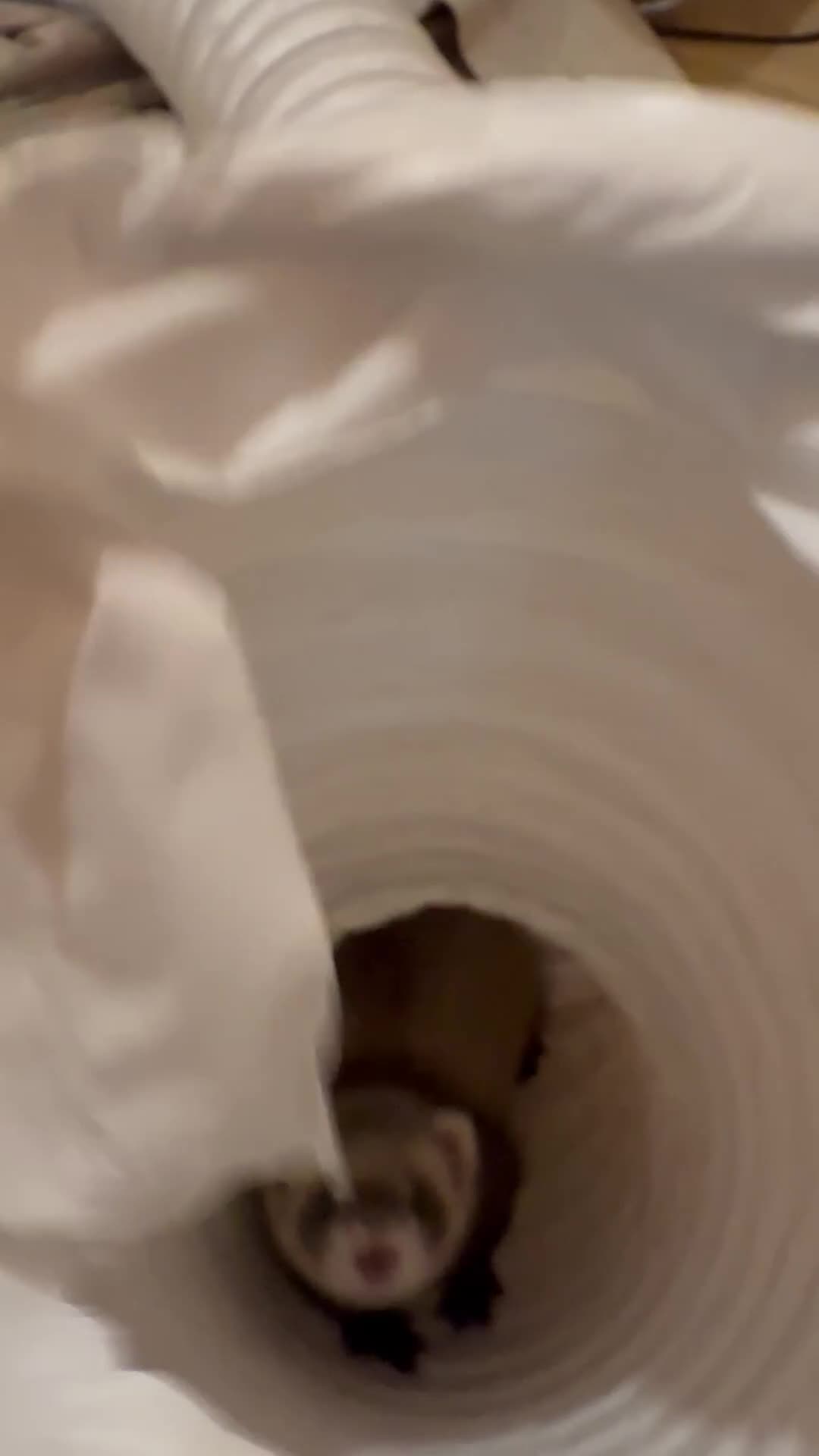 Ferret rodents for sale: 1 female ferret for rehome （Comes with Full Setup） - Video 4