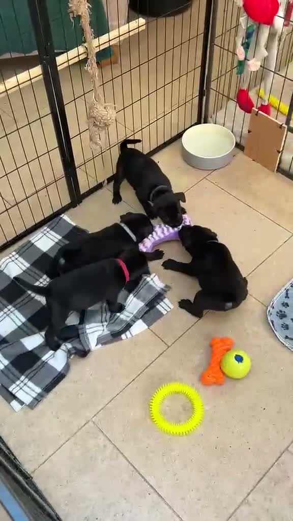 Staffordshire Bull Terrier dogs for sale: 🐾 KC Reg 4 x Stunning Staffy Puppies 🩷🩷🩷💙 - Video 5