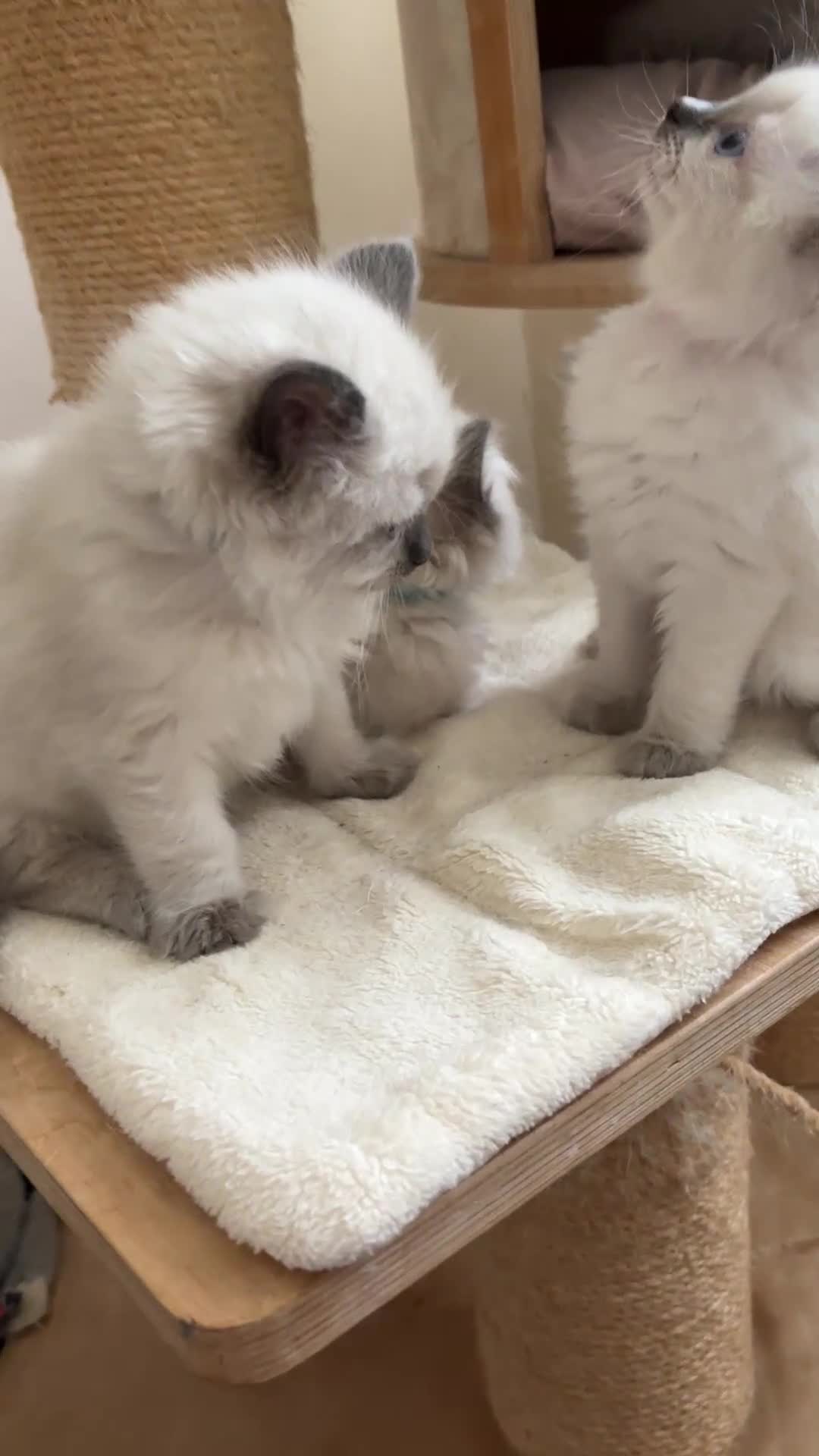 Ragdoll cats for sale: ✨ Beautiful Blue Point Ragdoll Kittens ready now in Gloucester - Video 1