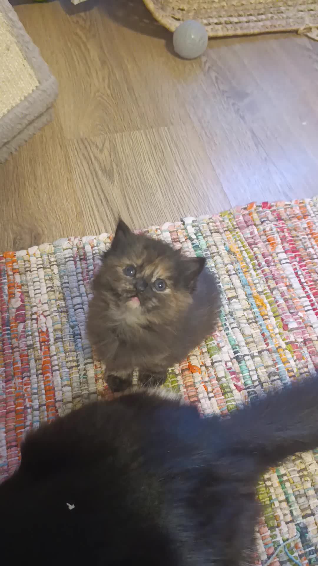 Mixed Breed cats for sale: 3 girls and a boy. - Video 1
