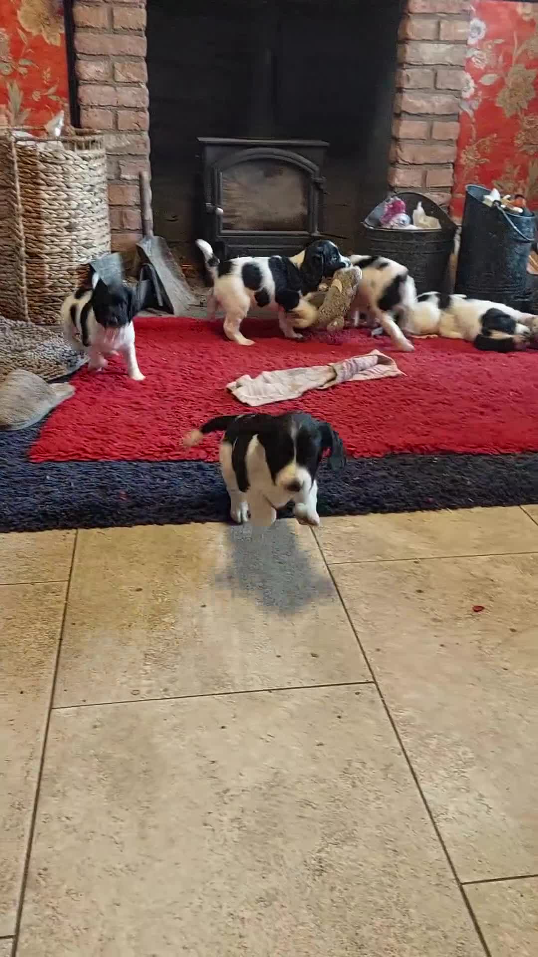 English Springer Spaniel dogs for sale: Quality Spaniel Litter at Sandaharr  - Video 1