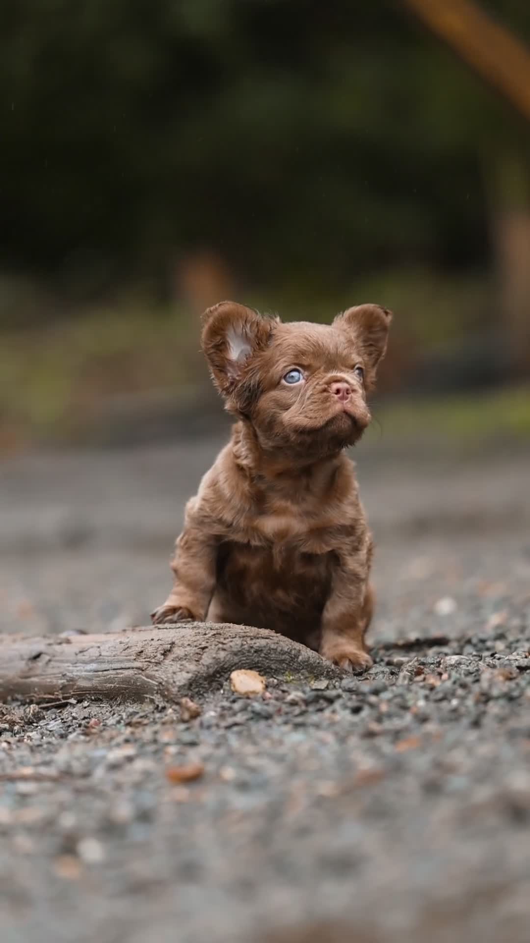 French Bulldog dogs for sale: Chocolate fluffy delights  in Llanelli - Video 5