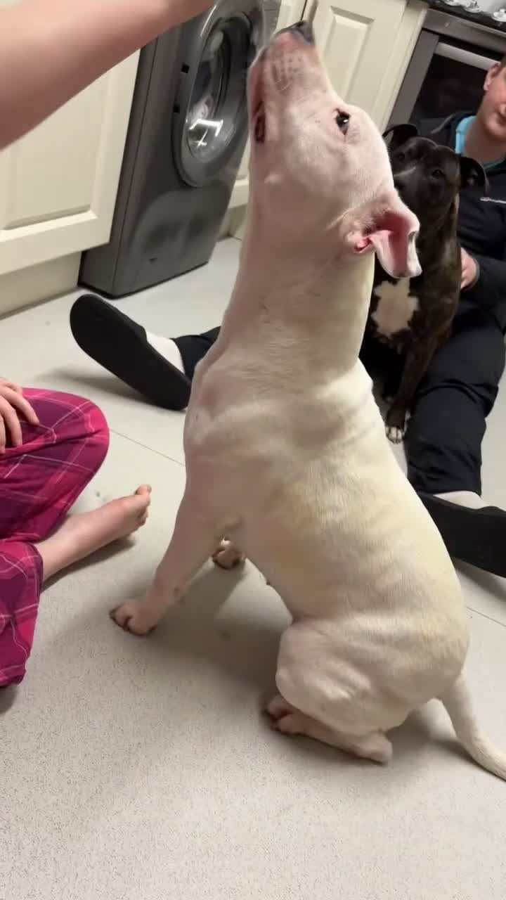 American Bull Staffy dogs for sale: Rozy & Roxy  - Video 2