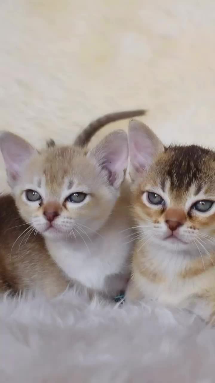 Burmese cats for sale: Burmese kittens - Video 1