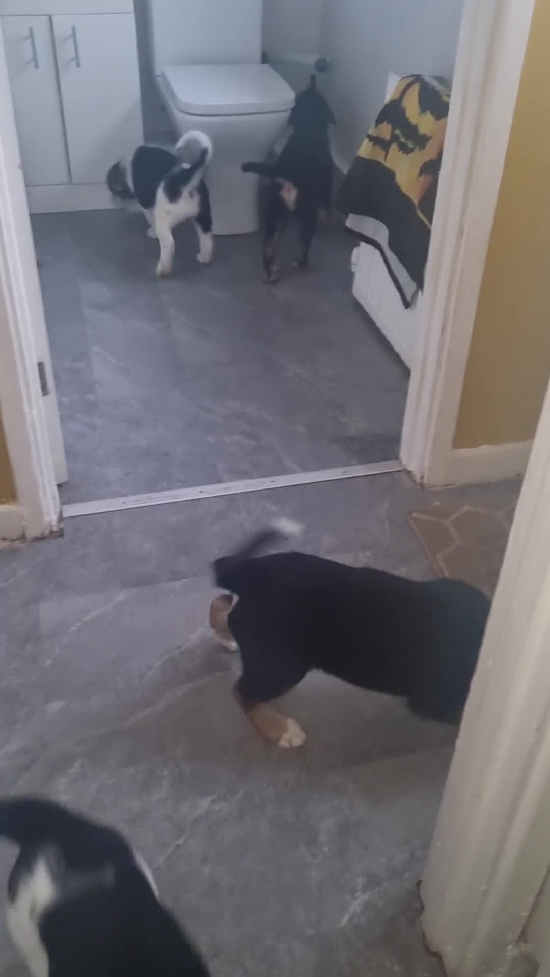 Mixed Breed dogs for sale: German shepard cross for sale - Video 1