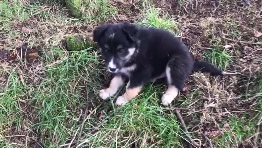 Border Collie dogs for sale: Collie puppies from working farm - Video 2