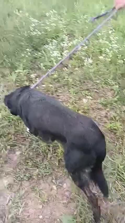 Mixed Breed dogs for adoption: Please don’t pass Diesel ❤️  - Video 5