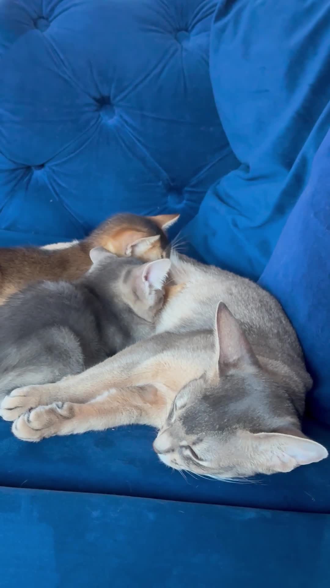 Abyssinian cats for sale: 🐾 Two Gorgeous Abyssinian Kittens 🐈‍⬛ - Video 1