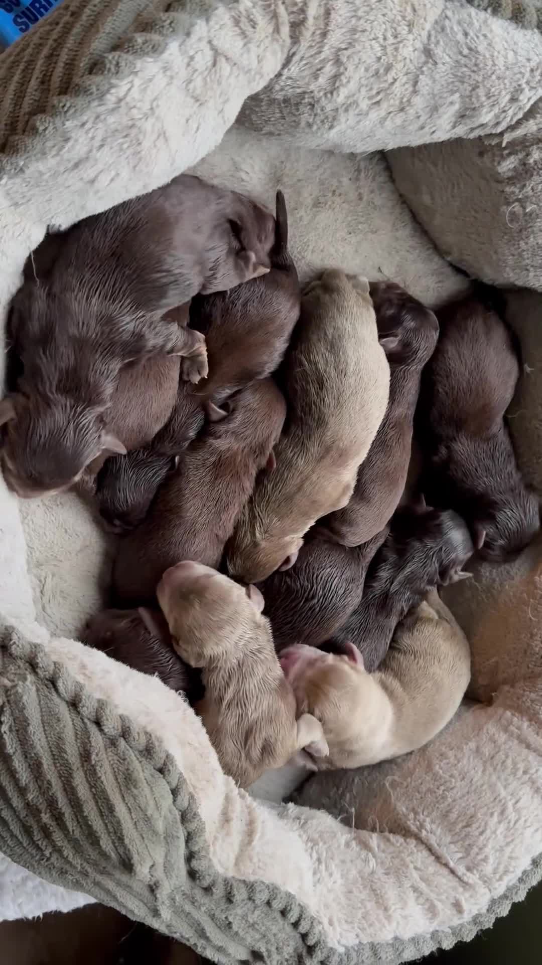 Labrador Retriever dogs for sale: Beautiful chocolate and Silver Labrador pups - Video 1