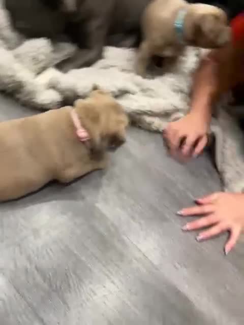 Staffordshire Bull Terrier dogs for sale: Blue fawn male pup - Video 3