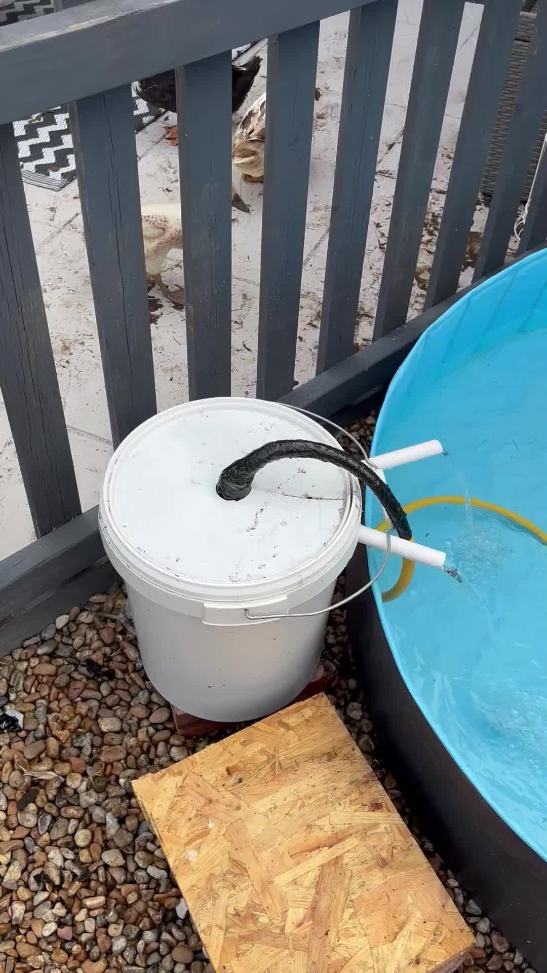 Ducks poultry for sale: 4 female welsh harlequin and 1 khaki Cayuga  - Video 2