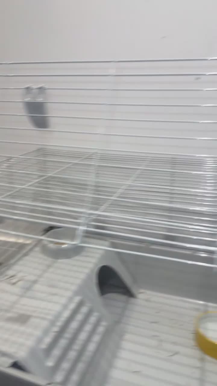 Mini Lop rabbits for sale: 9 weeks old Mini lop with cage and food - Video 1