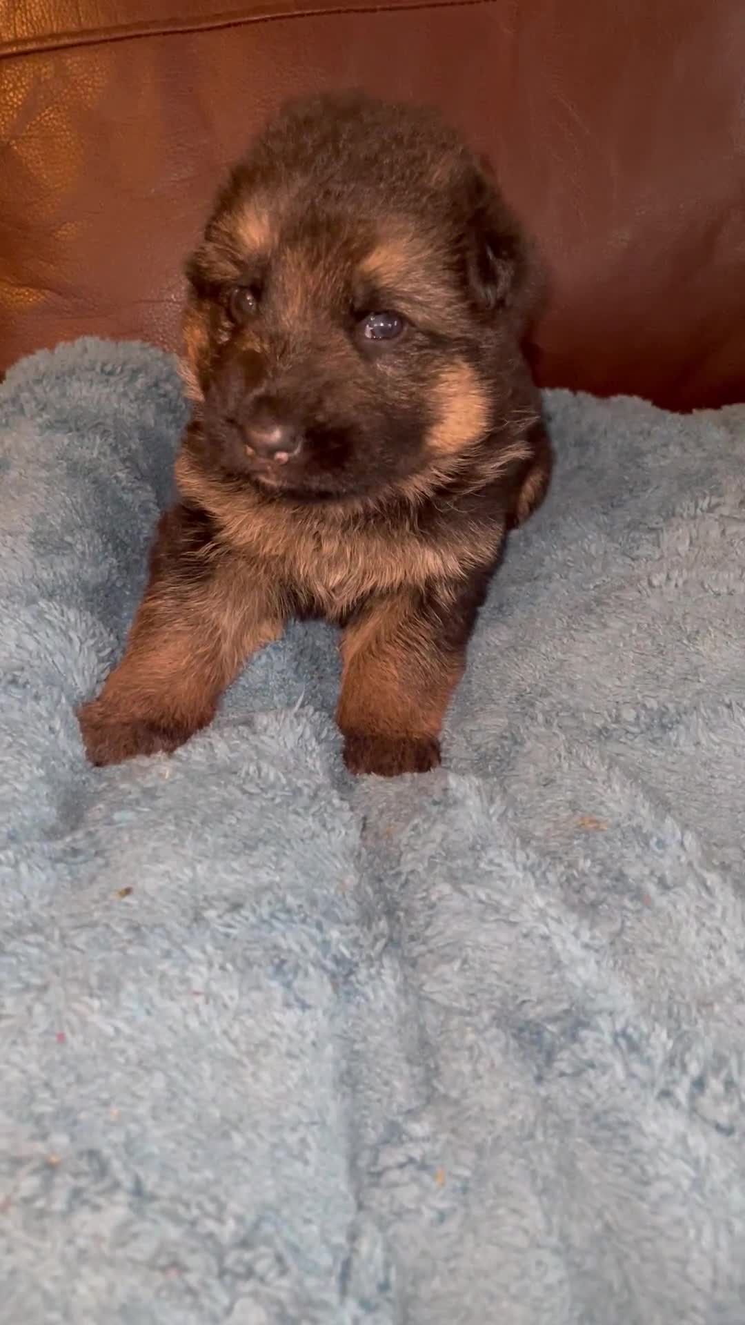 German Shepherd dogs for sale: German shepherd puppies kc registered - Video 4