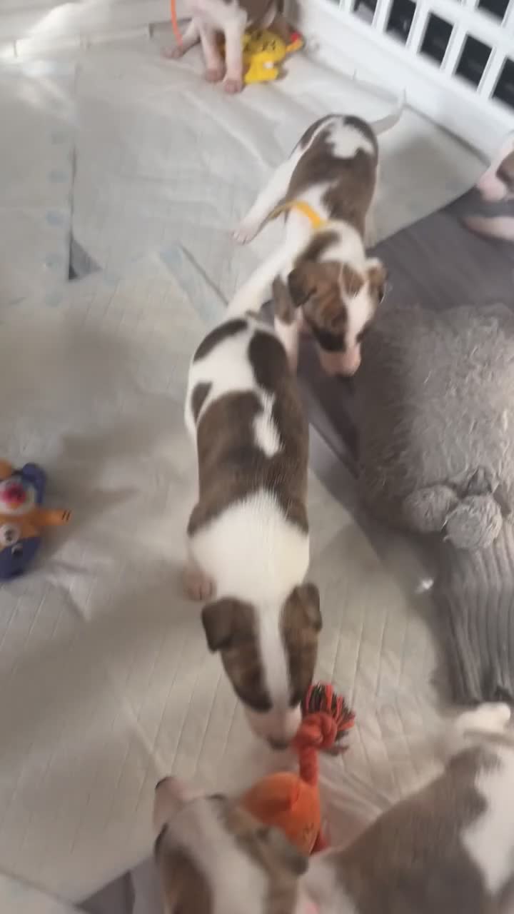 Whippet dogs for sale: 8 WHIPPET PUPPIES   - Video 2