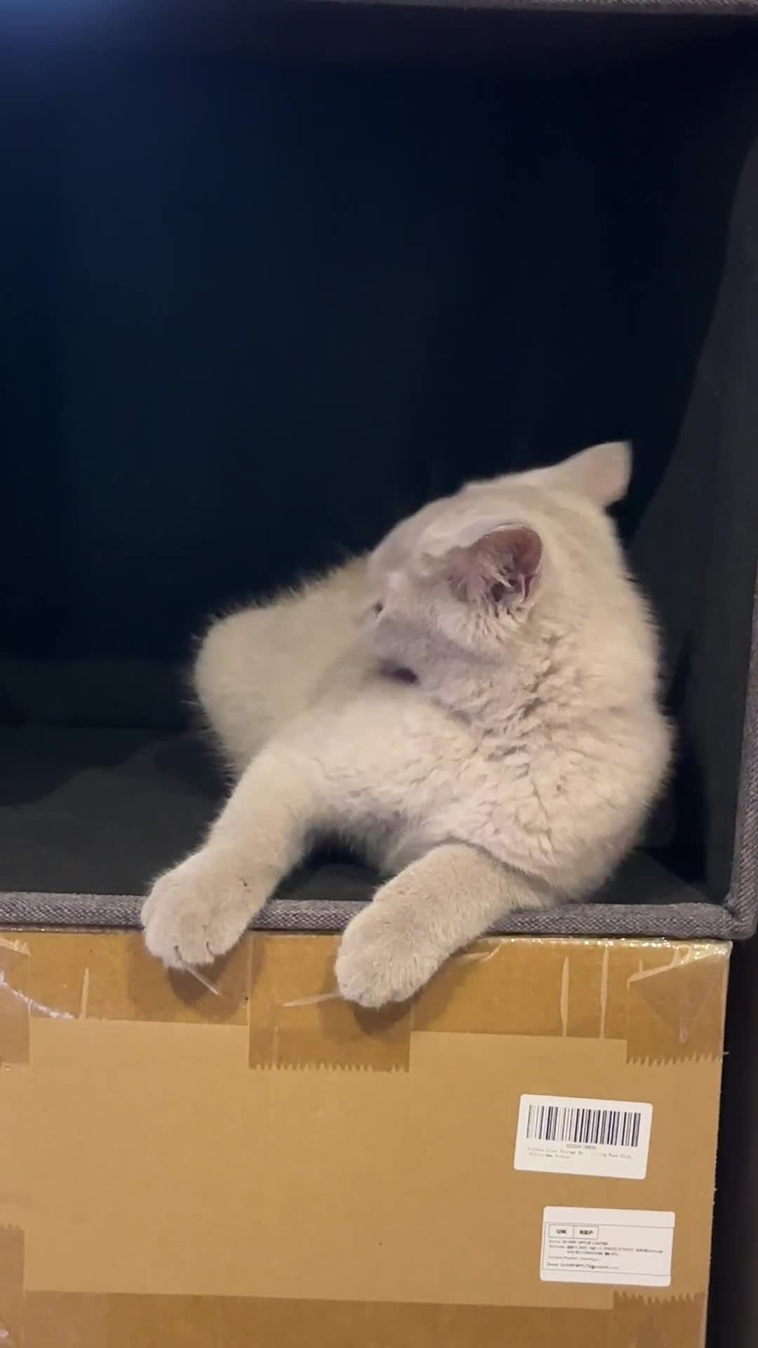 British Shorthair cats for sale: BSH kitten - Young lilac male - Available now. - Video 1