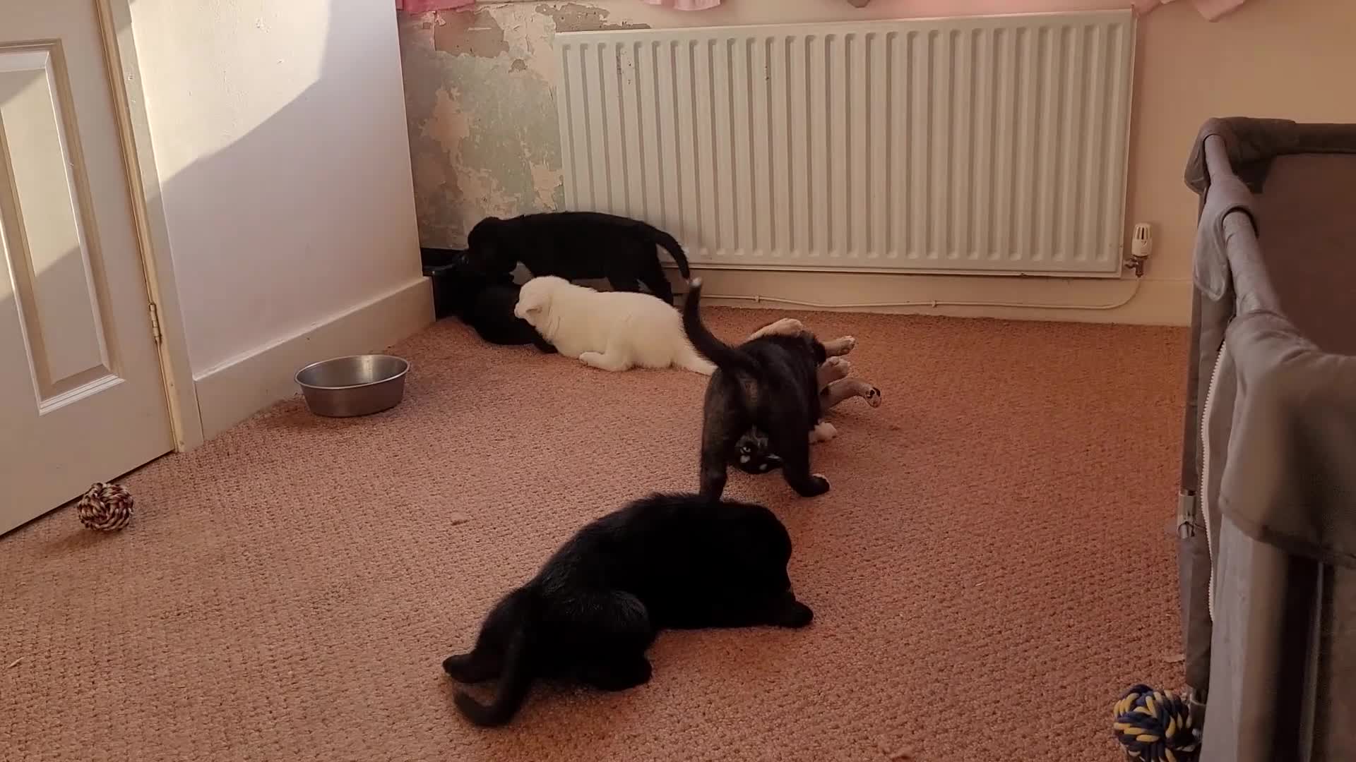 Mixed Breed dogs for sale: Husky Cross Puppies - Video 1