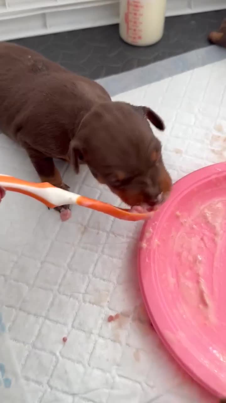 Miniature Pinscher dogs for sale: Chocolate and tan miniature pinschers  - Video 3