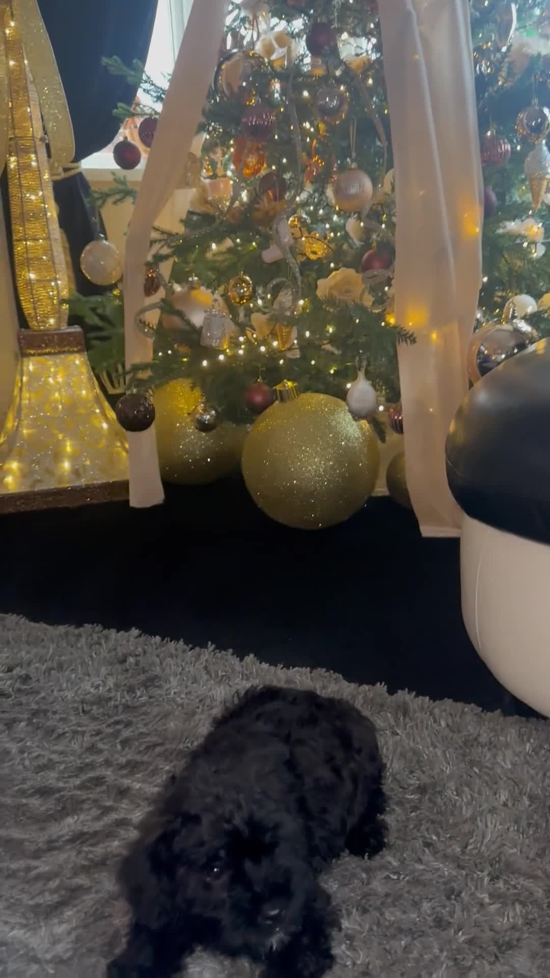 Yorkiepoo dogs for sale: Yorkiepoo Puppys - Video 5