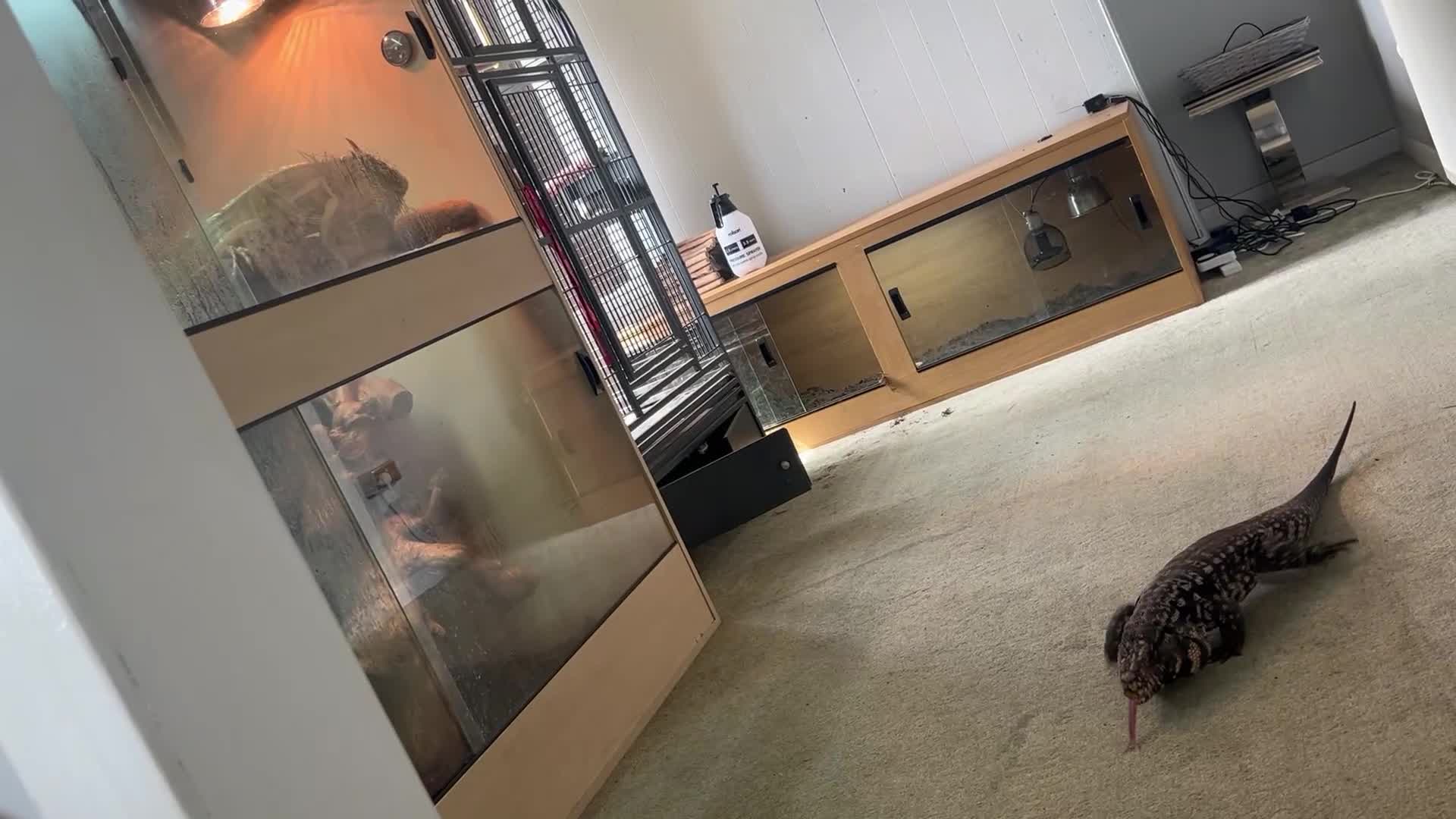 Monitor reptiles for sale: Tegu lizard  - Video 2