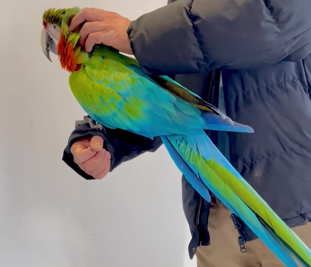 Macaws birds for sale: Very friendly macaw  in Leicester - Video 1